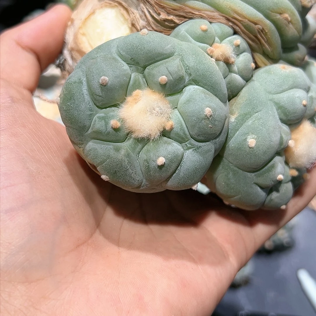 万*子实生大u银 侧芽