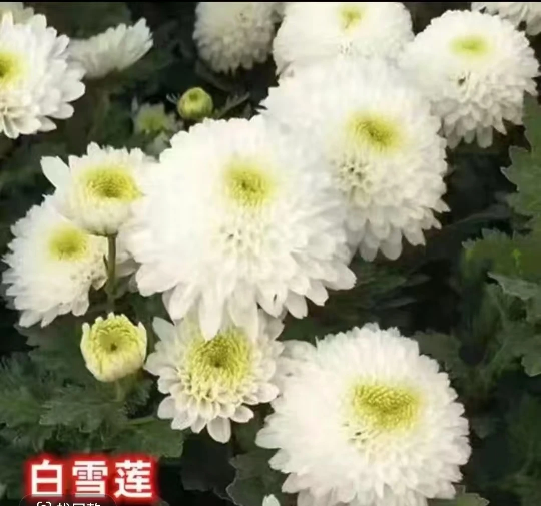 【白雪莲】菊花盆栽菊花苗耐寒开花带花苞好养