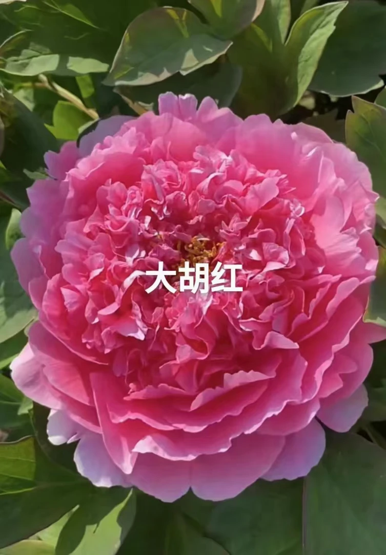 精品重瓣观赏大花大胡红