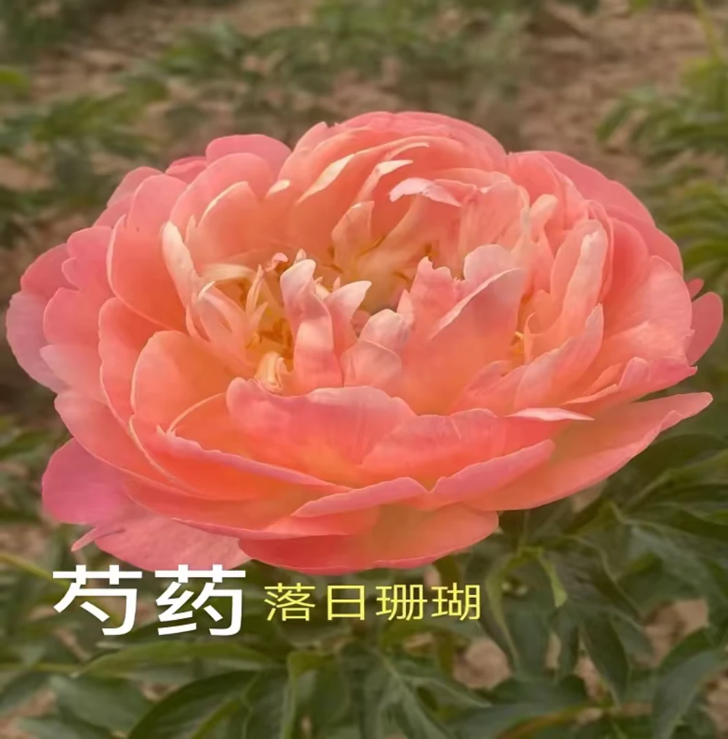 观赏精品重瓣芍药一物一拍