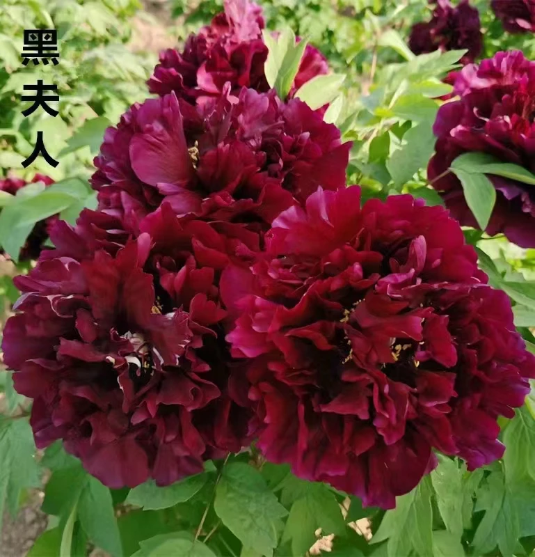 优雅黑色系牡丹黑夫人花卉观赏佳品