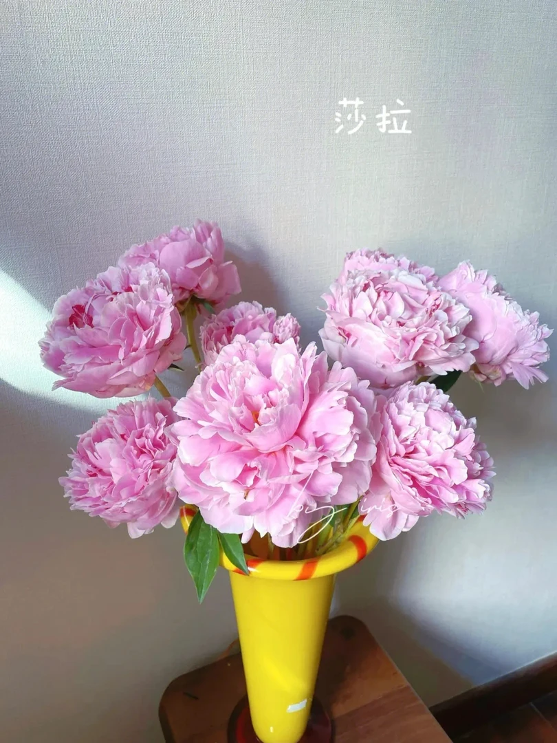 精品观赏芍药（莎拉）