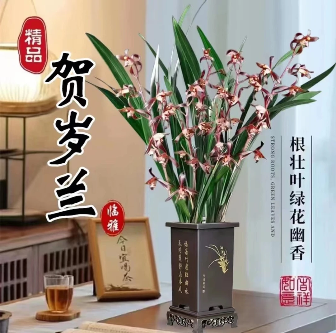【5支花剑】浓香报岁兰花盆栽带盆室内客厅企黑墨兰花苗基地栽好