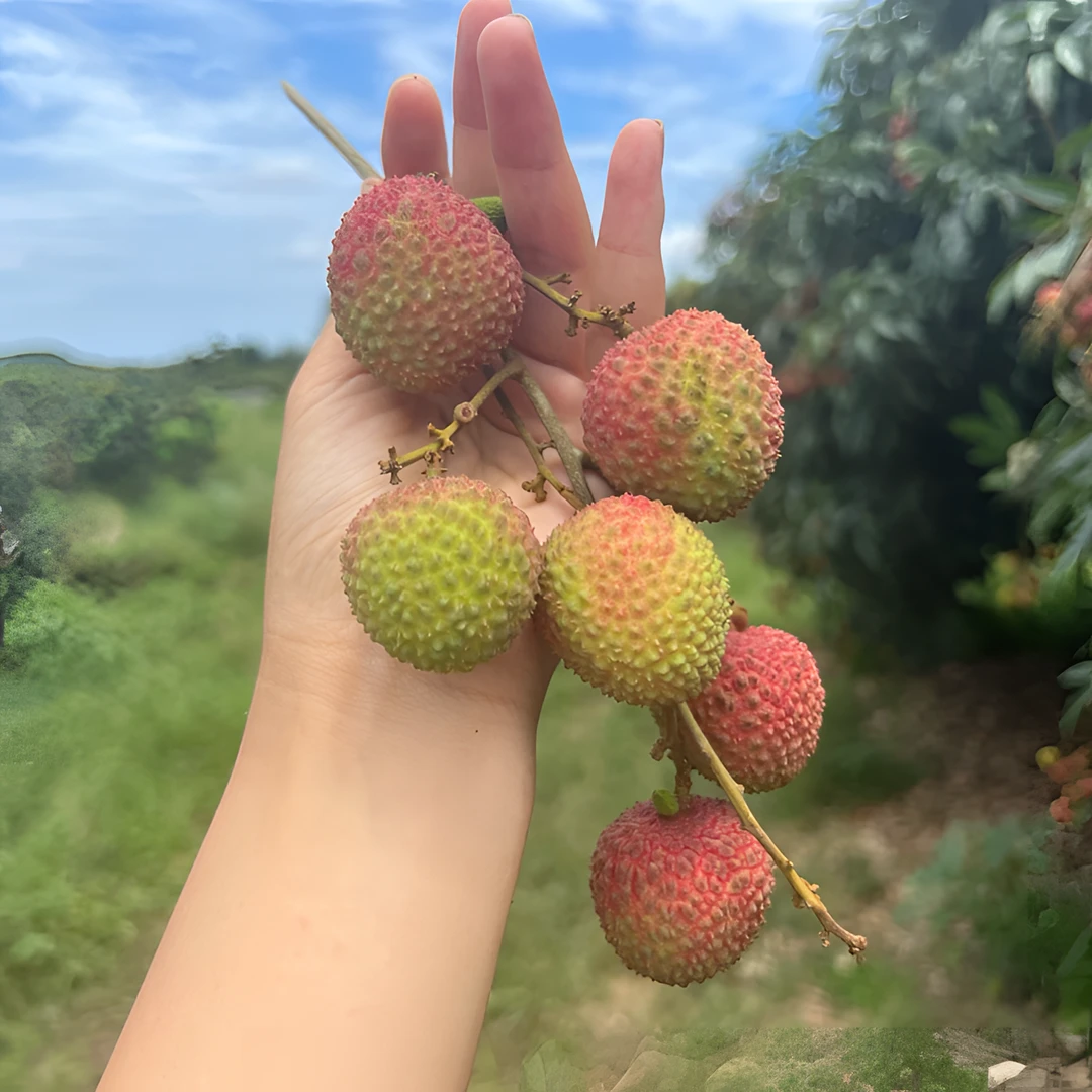 头茬妃子笑荔枝新鲜空运9甜1酸2024新鲜现摘核小果大瓦猫农场