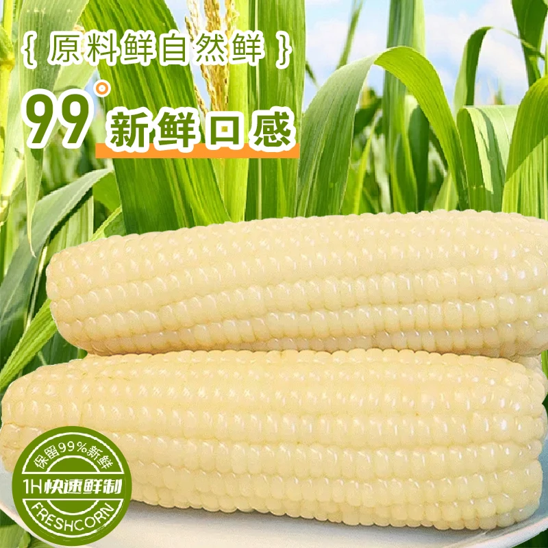 【两河御米】1:3甜糯比例 造就山东地道甜糯好玉米