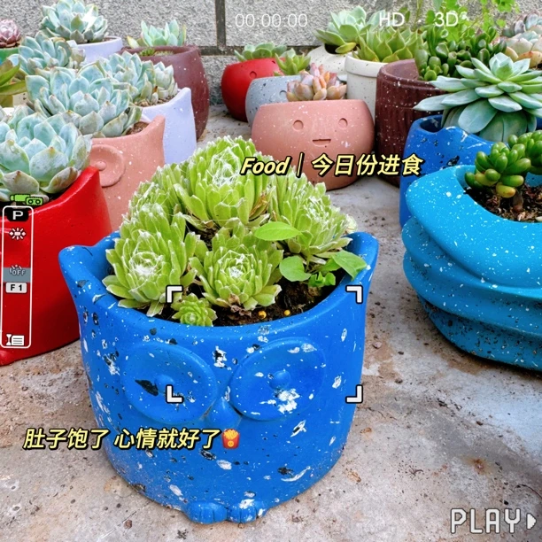 猫头鹰多肉花盆透气