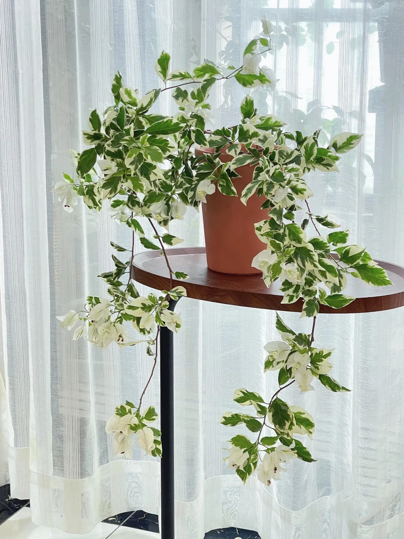 银边白雪公主三角梅，伊娃系列，勤花品种