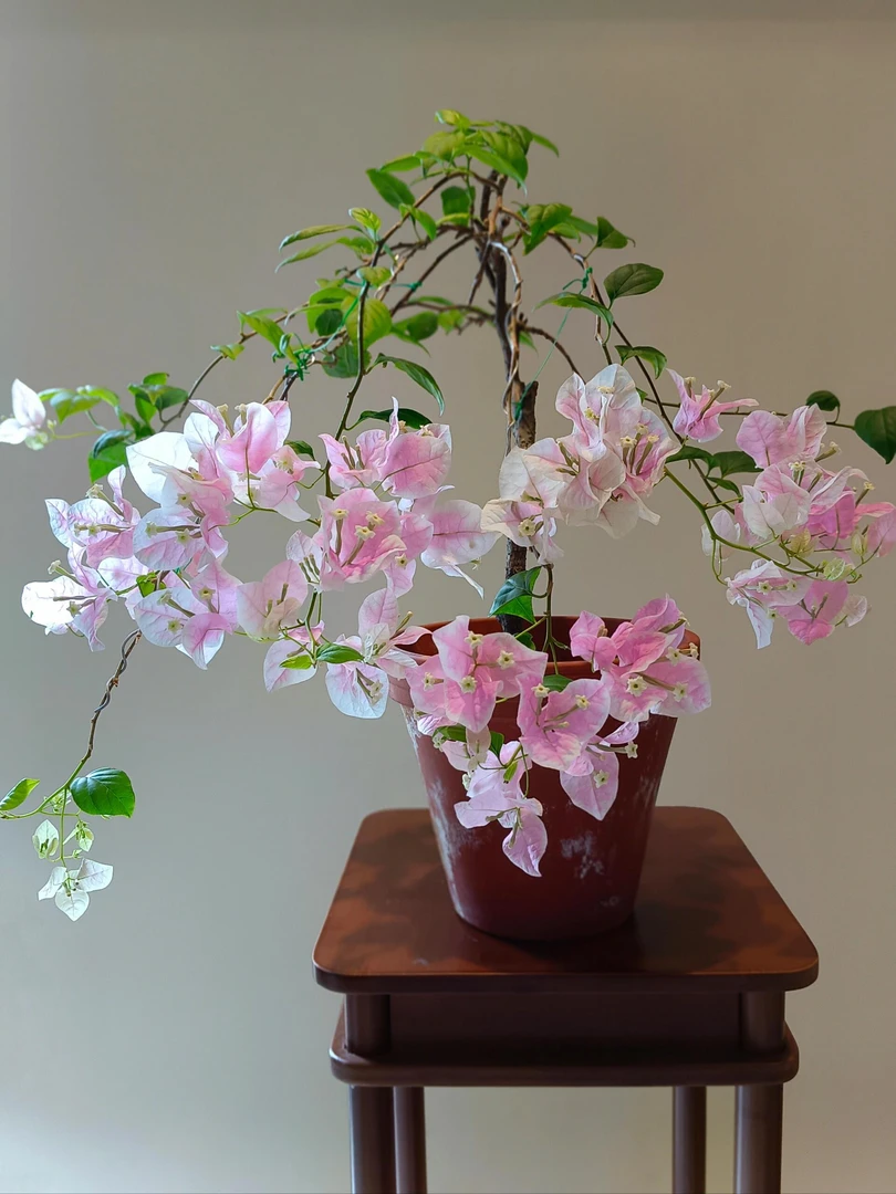 广红樱三角梅,四季开花,勤花品种