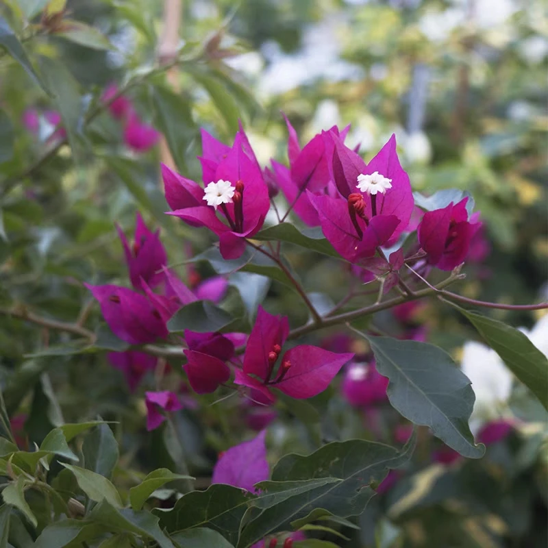 紫红桑巴，高贵品种三角梅，四季开花