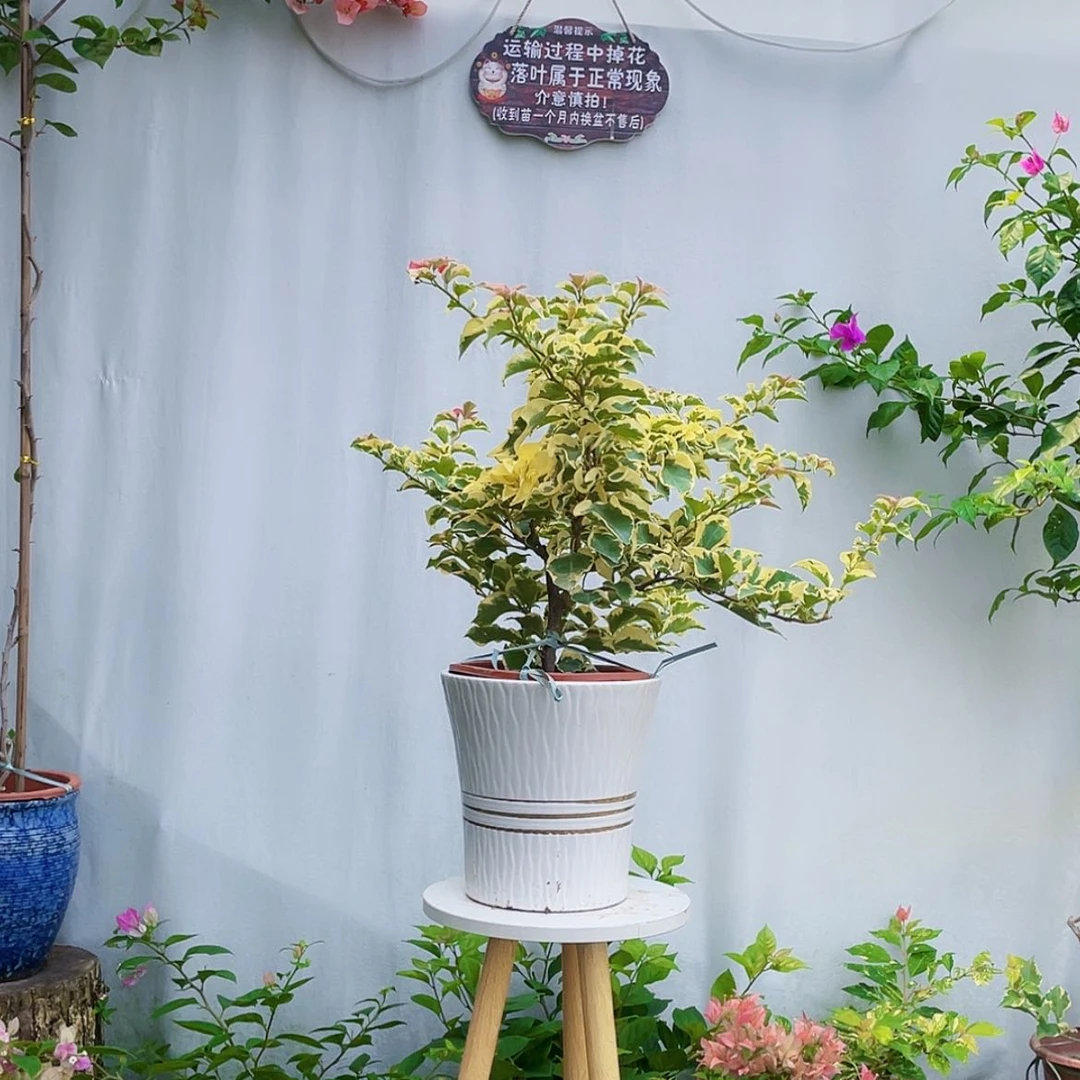 【闪购商品】木本三角梅一物一拍，顺丰包邮