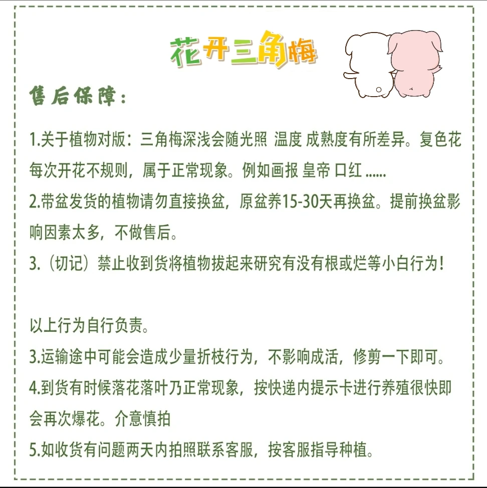 花开三角梅-浮力专属链接，一物一拍，下单备注品种