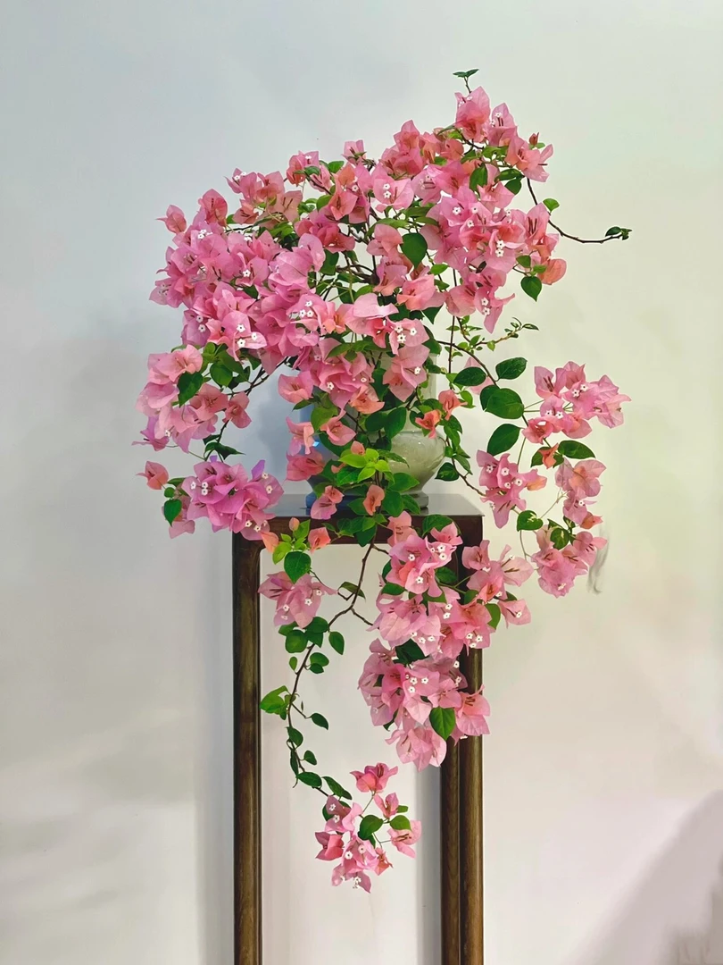 橙粉公主网红品种三角梅，仙气飘飘勤花品种