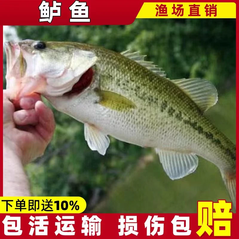 精品鲈鱼加州鲈鱼路亚大口鲈观赏宠物活体