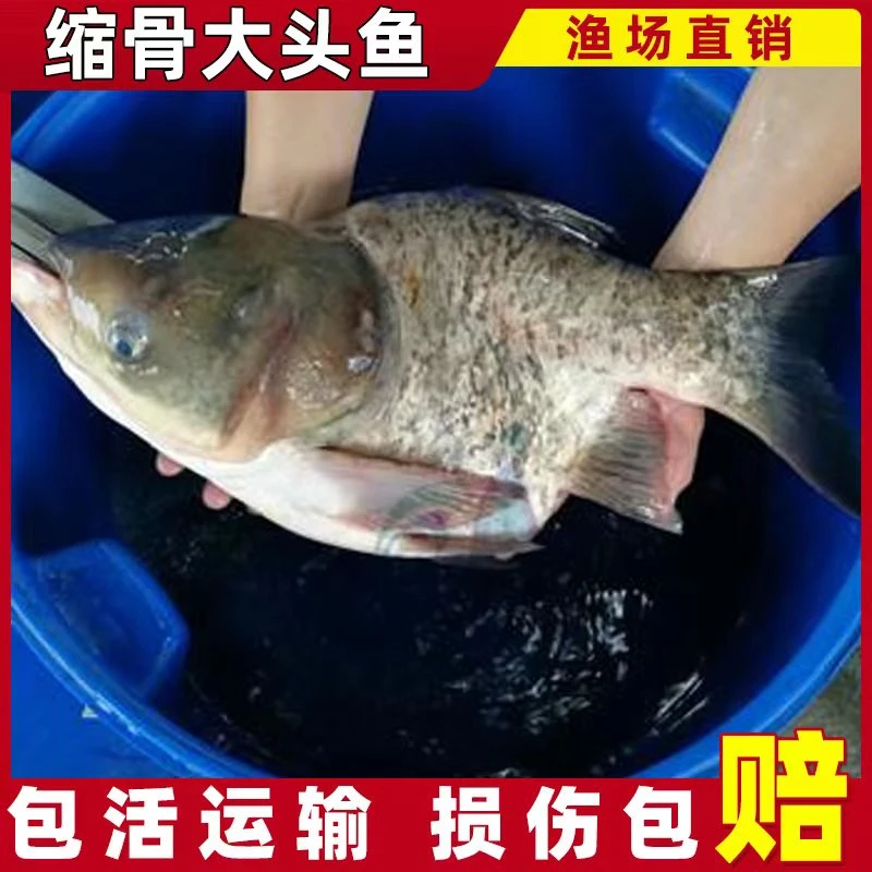 缩骨大头鱼胖头鱼淡水观赏宠物活体