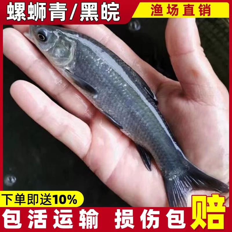 活体淡水观赏青鱼螺蛳青淡水养殖宠物活体易活