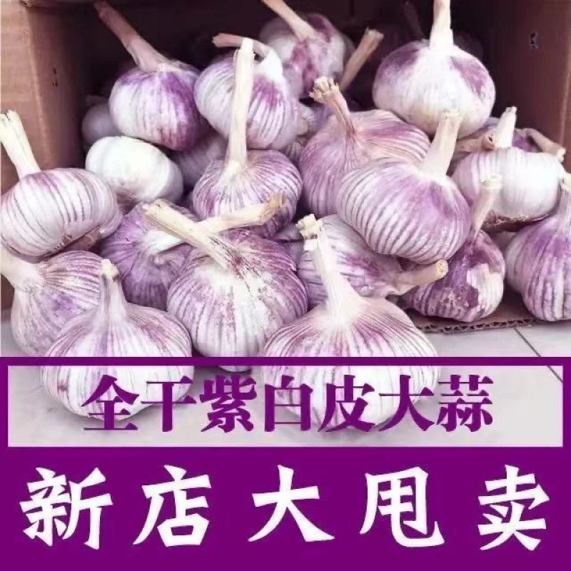 白皮大蒜头500g现挖新鲜农家自种红衣干蒜产地紫皮大蒜一金乡绿色