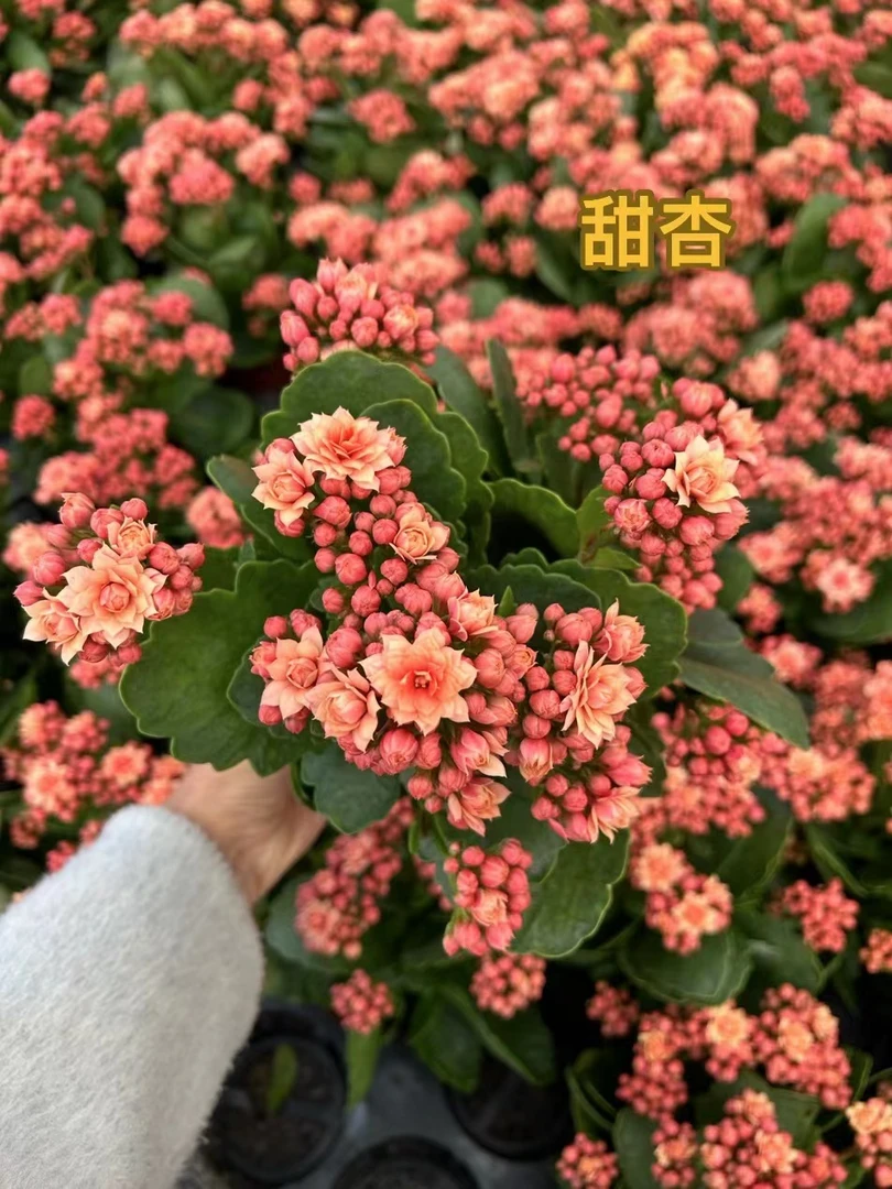 甜杏 精品长寿 春夏秋冬花卉（110盆）