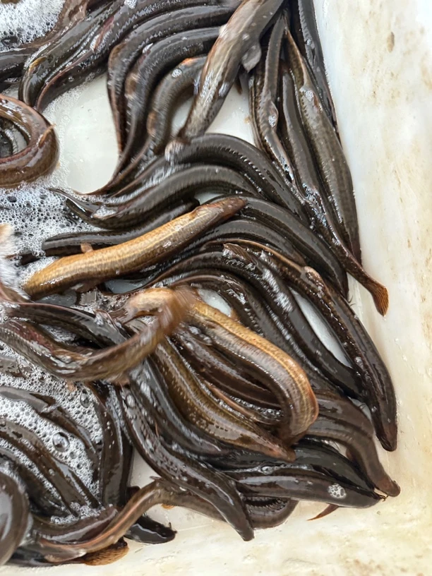 中小混合乌苏里江野生泥鳅四斤顺丰包邮