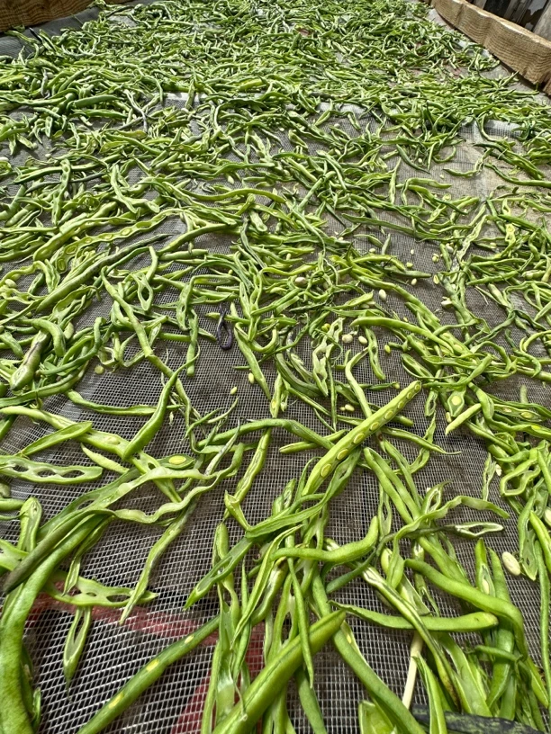 东北干豆角丝500克顺丰包邮
