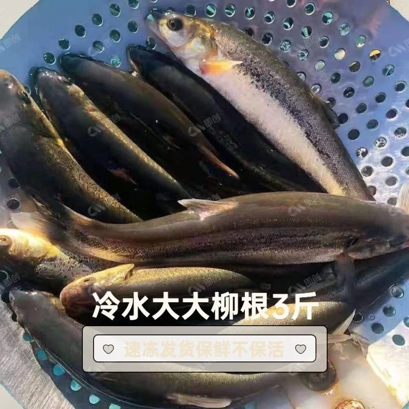 冷水大大柳根3斤顺丰包邮「活体速冻发货保鲜不保活」冷冻处理配送