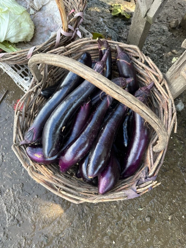 猪粪，牛粪茄子四斤顺丰包邮「自产自销」