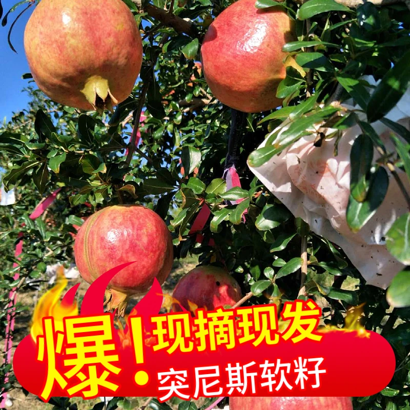 正宗突尼斯软籽石榴新鲜美味成熟饱满香甜多汁果园基地直发精品
