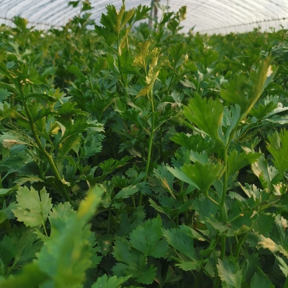 【达人】正宗山东青岛金口芹菜海堤自产自销4.8-5斤