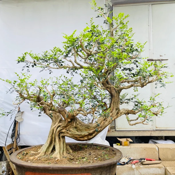 九里香 米兰 罗汉松 紫薇 红果 直播间一物一拍!绿植 岭南盆景