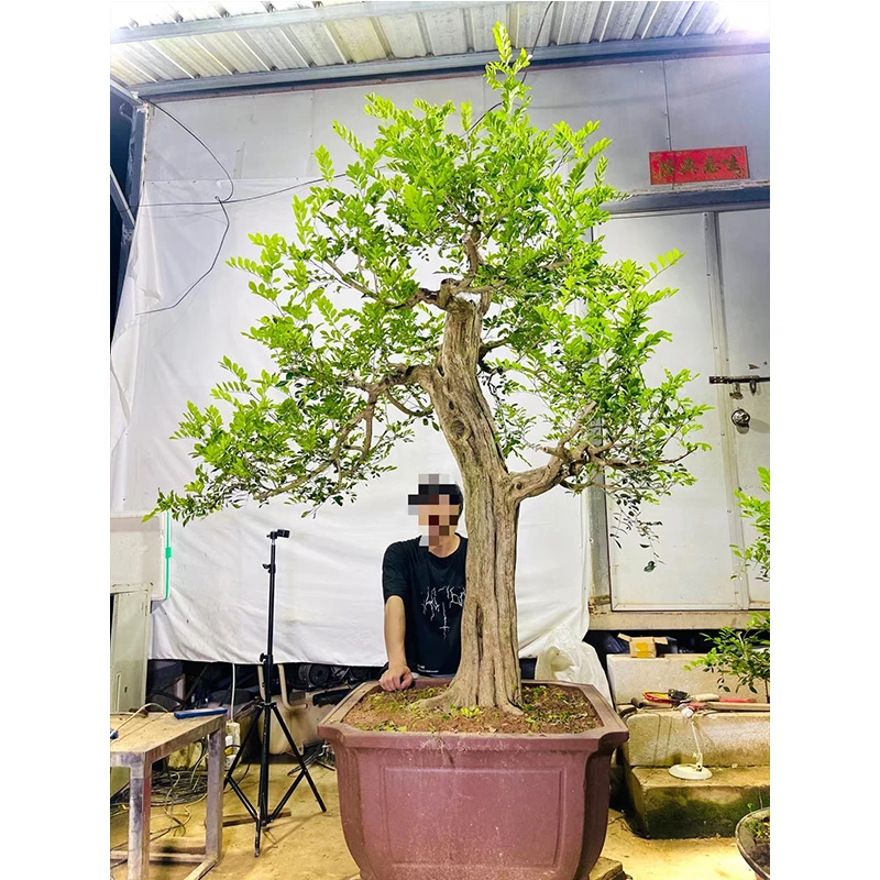 高档绿植九里香盆栽花卉绿植物四季开花浓香老桩盆景庭院好养正宗