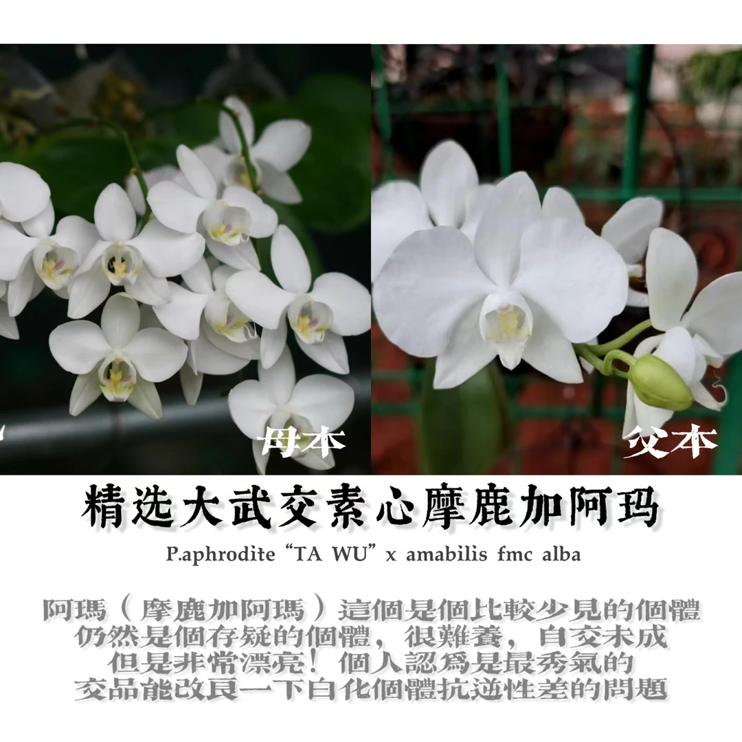 原生种蝴蝶兰实生苗阿玛交阿婆系列（陈十三老师）育种阳台好养