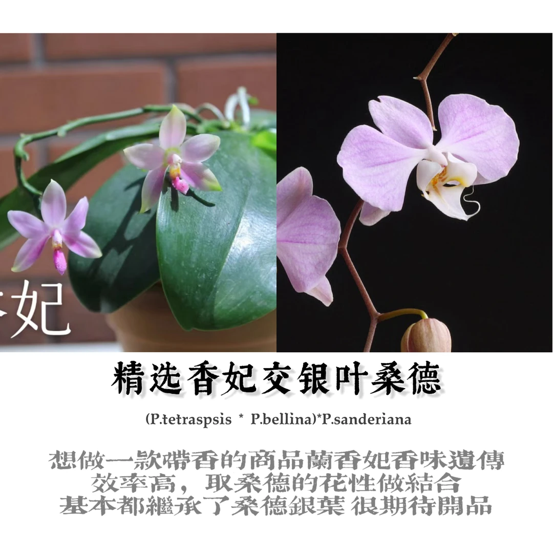 原生种蝴蝶兰实生苗香妃交桑德（陈十三老师）育种阳台好养易活