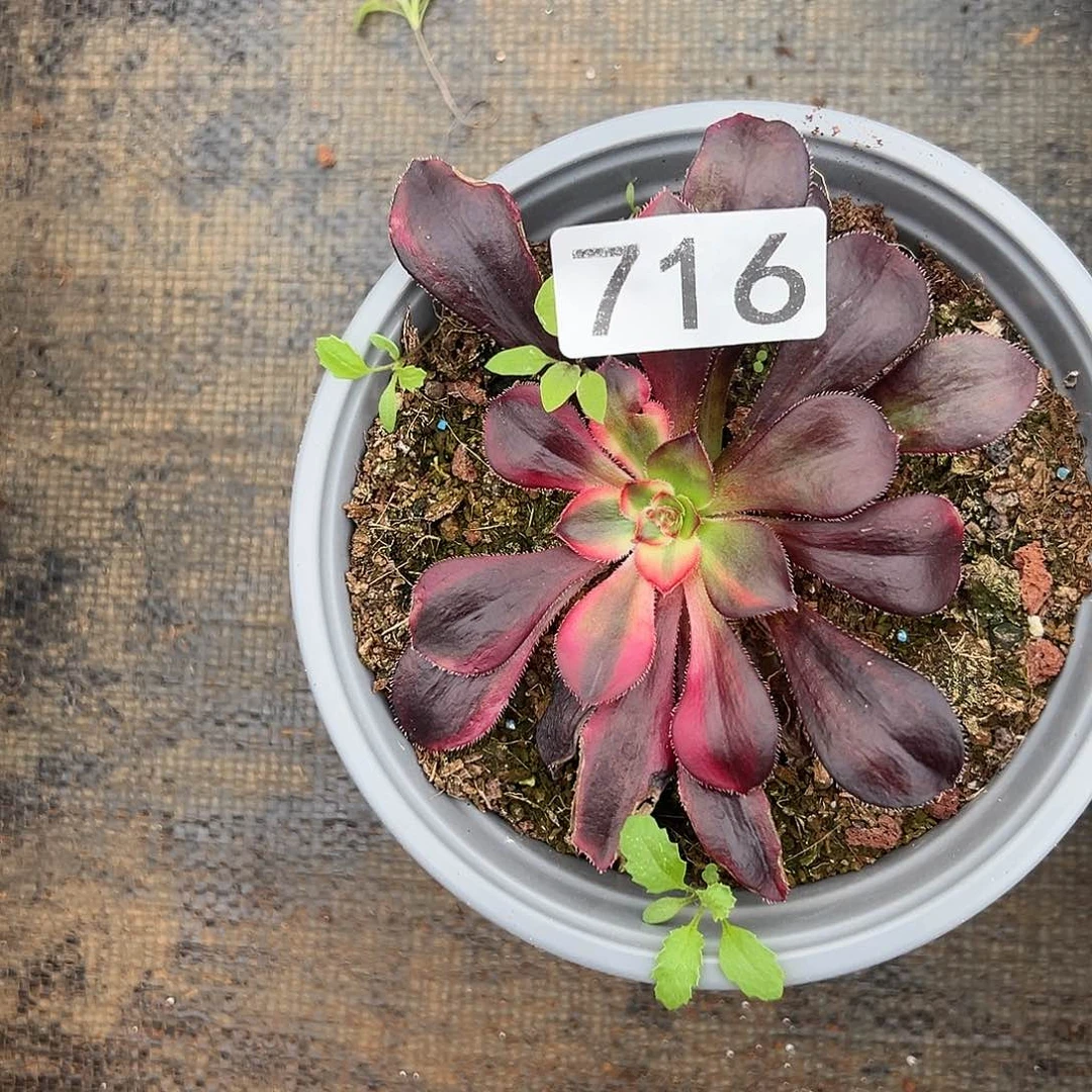 植物多肉法师716