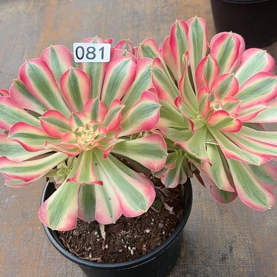 植物多肉法师081