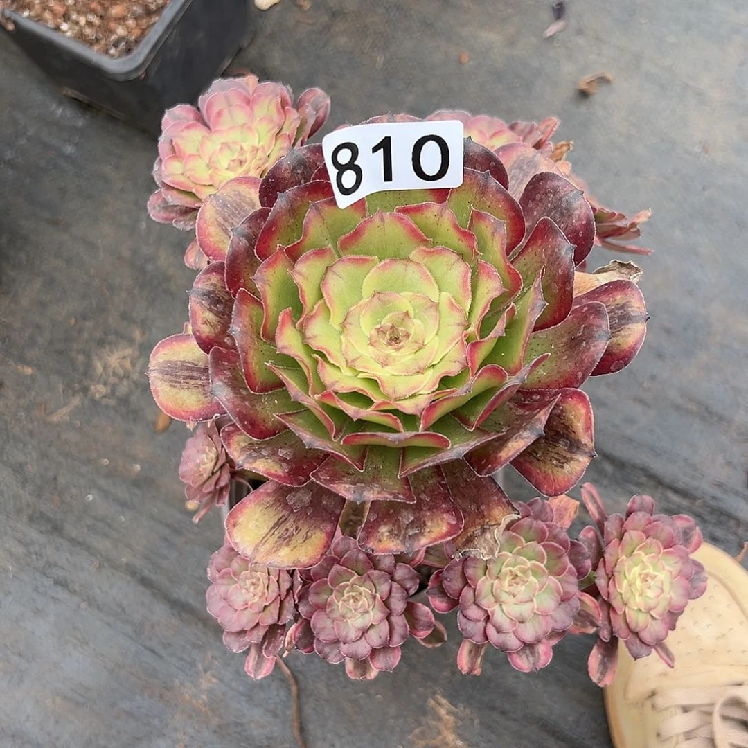 植物多肉法师810