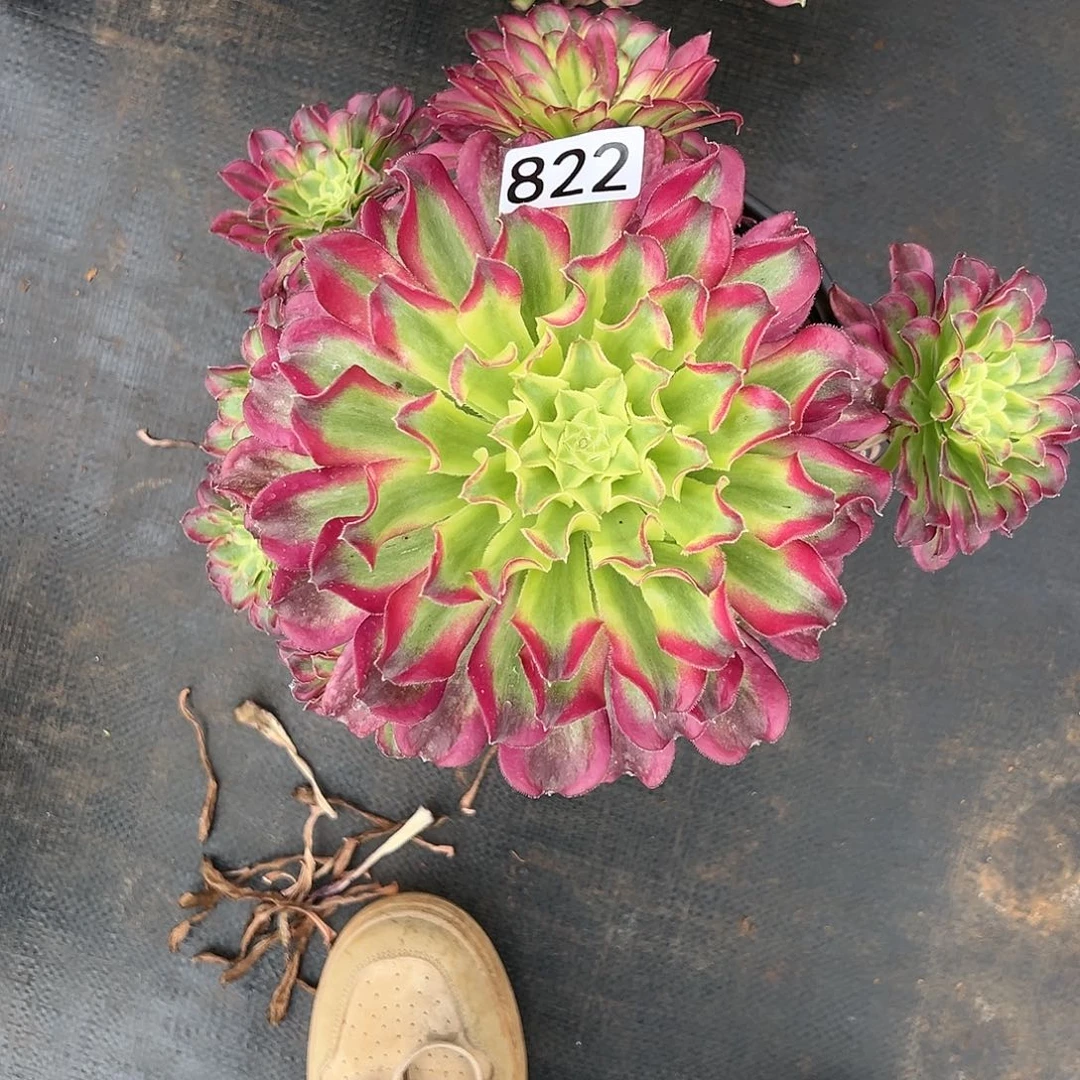 ?****?植物多肉法师822