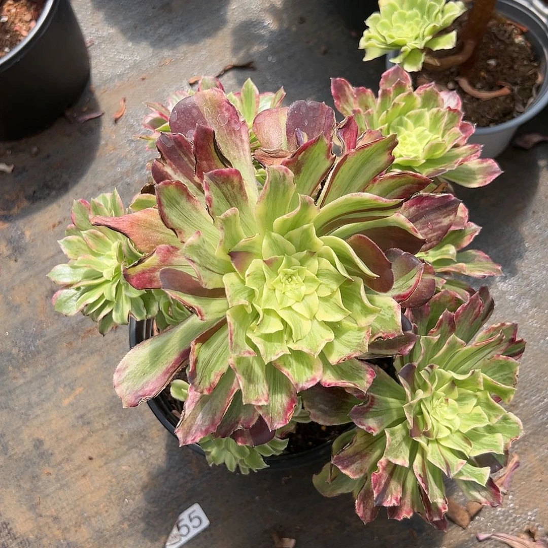 兔*。植物多肉法师320