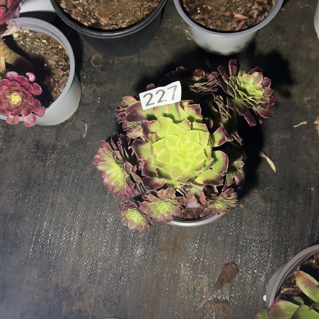 植物多肉法师227