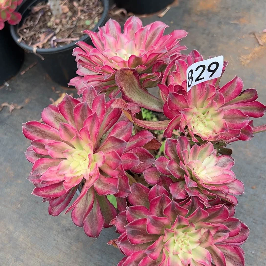 植物多肉法师829