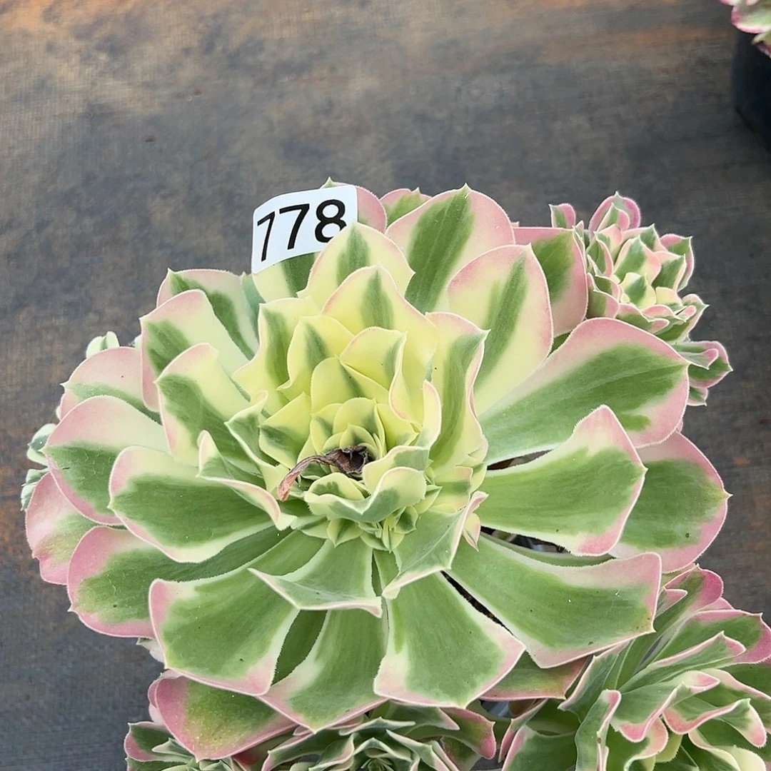 植物多肉法师778