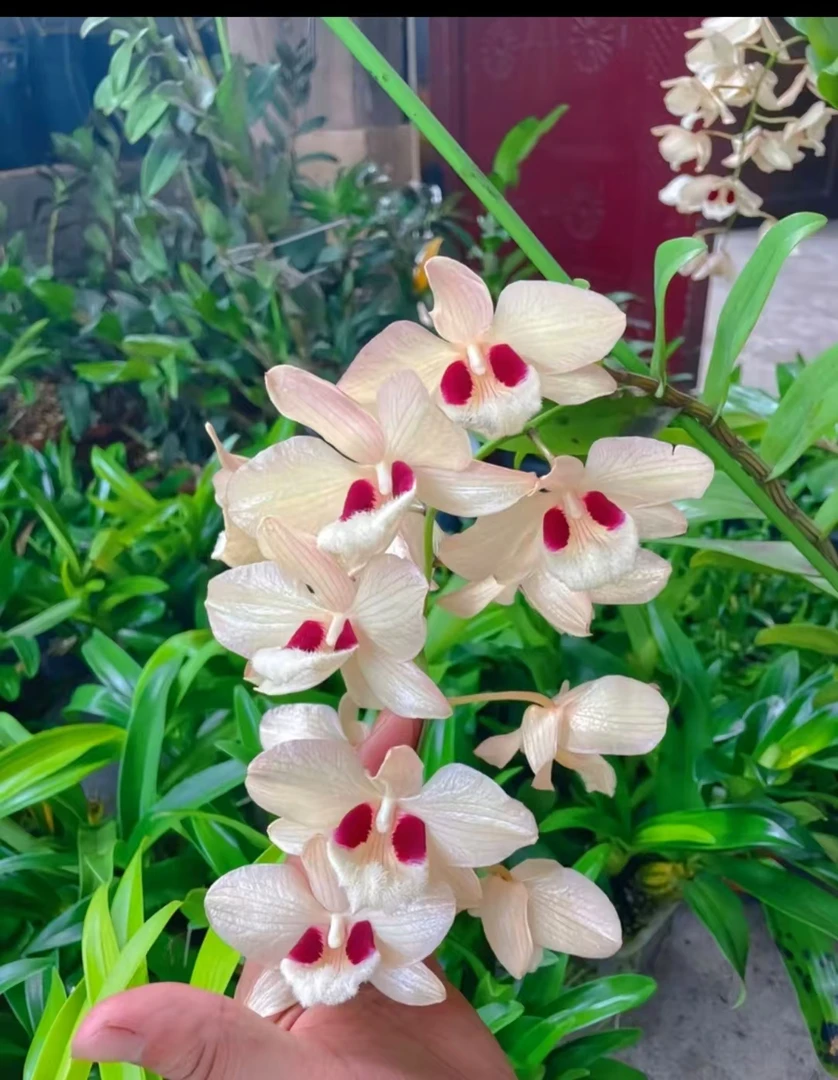 蜻蜓石斛兰（艺龙花卉）