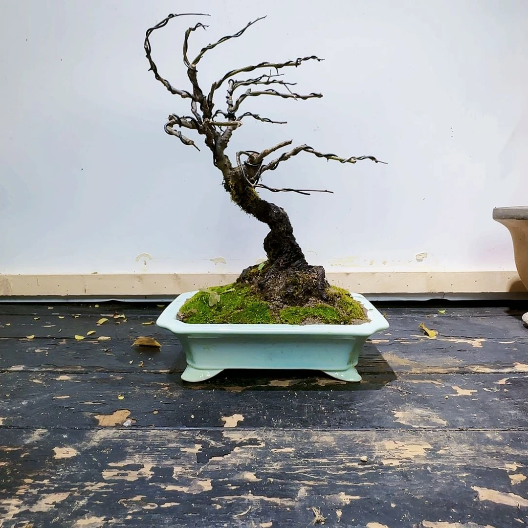 红陶20CM（含）-50CM（不含）蚍*丶