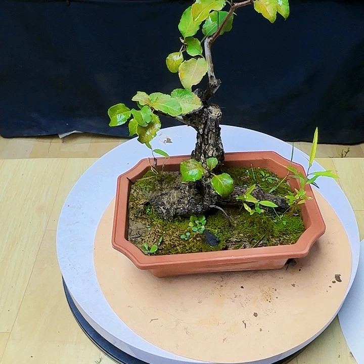 红陶20CM（含）-50CM（不含）平*