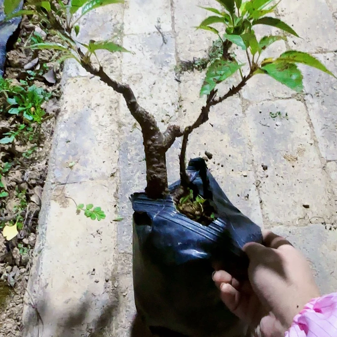 红陶20CM（含）-50CM（不含）一****泪