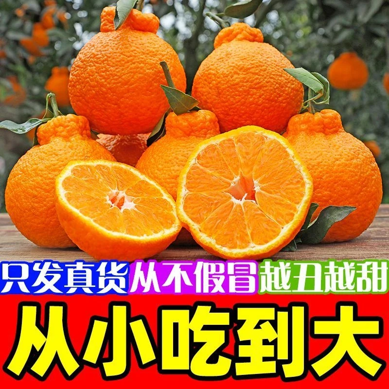 【头茬自然熟】正宗四川不知火丑橘新鲜水果耙丑八怪耙耙柑粑粑桔子