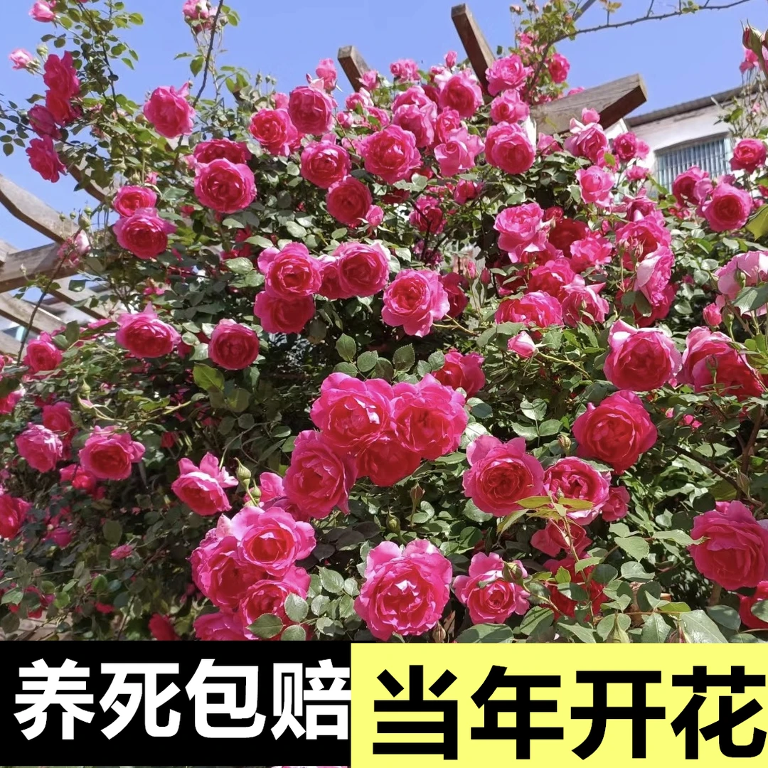 大型爬藤月季大U行四季开花浓香花园夏季春季阳台庭院净化趣味