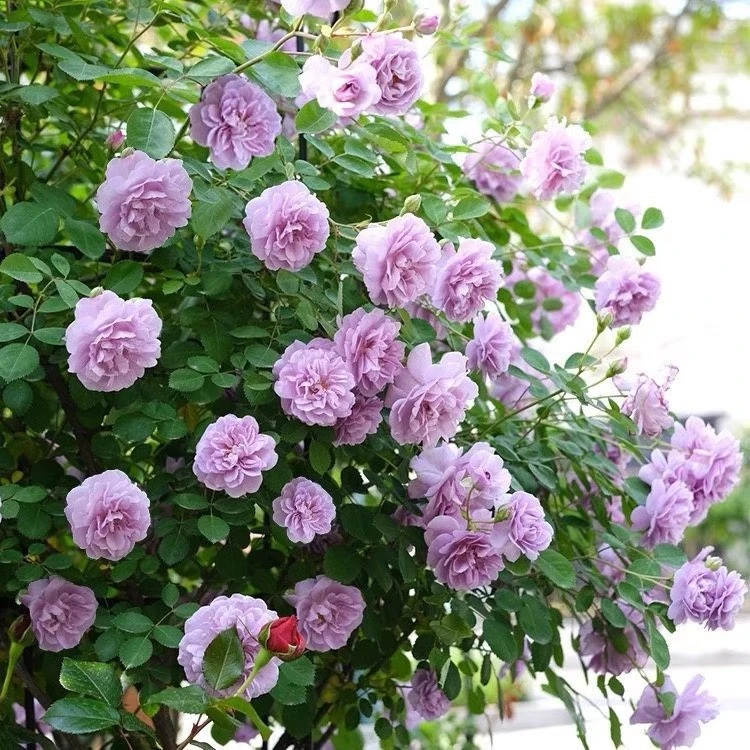 【蓝色阴雨】浓香藤本月季阳台爬藤玫瑰四季开多花蔷薇盆栽蓝紫色