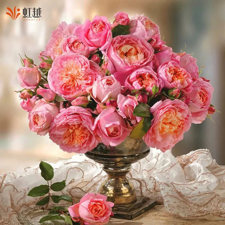 舍农索城堡的女人们藤本月季花大苗蔷薇爬藤四季开花卉植物特大花