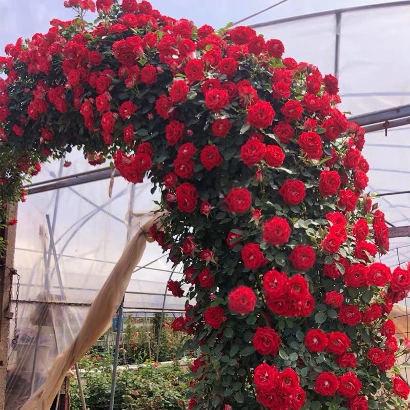 小女孩蔷薇花苗庭院爬墙玫瑰盆栽藤本花卉四季开花