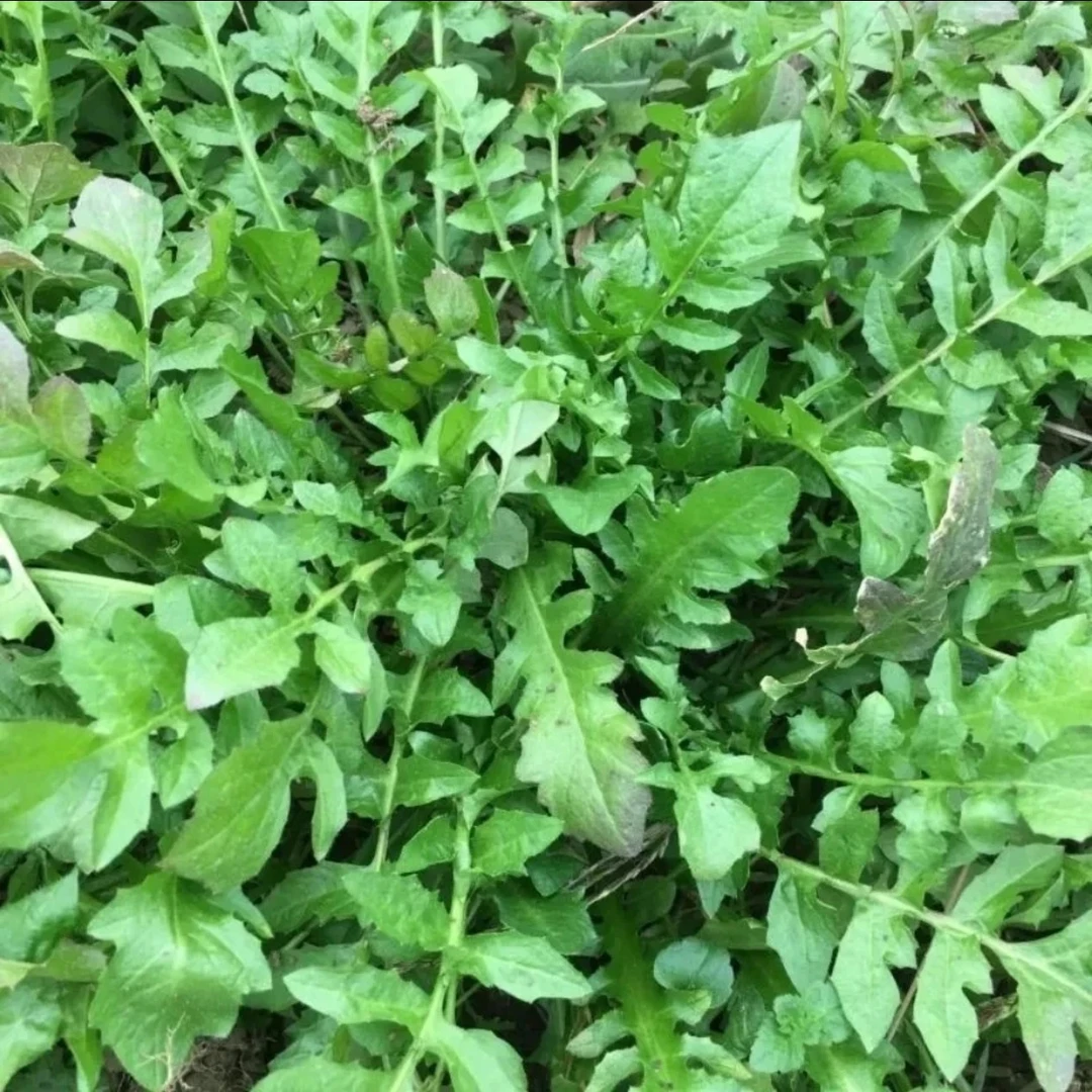 野菜荠菜泰兴本地下霜下雪冻过甜咪咪有菜味