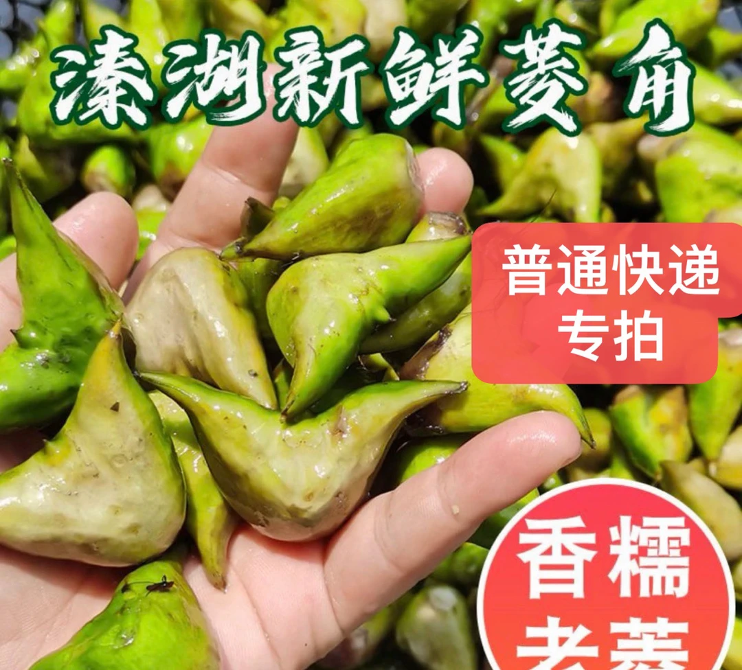 【普通快递】泰州3/5斤老菱角两角菱刚上市普通快递发货